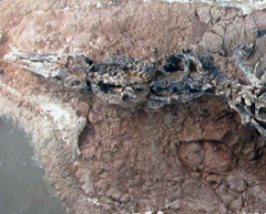 Haplocheirus sollers skeleton