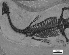 利齿滇东龙(Diandongosaurusacutidentatus gen. et sp. nov.）