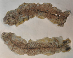 体内带有胚胎的矢部龙(Yabeinosaurus)化石