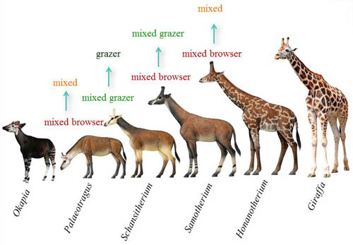 长颈鹿类食性特征